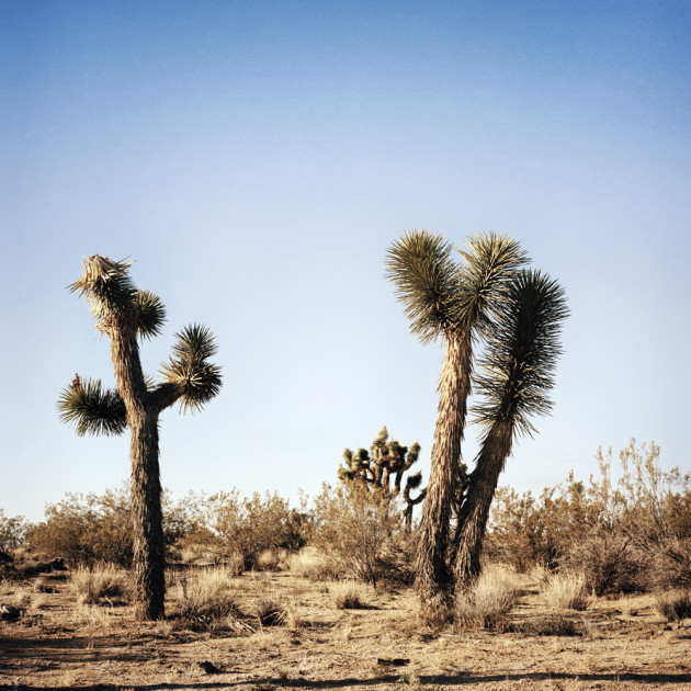 Joshua Tree. &copy; Christine Francis.